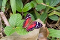 NYMPHALIDAE, Anartia amathea